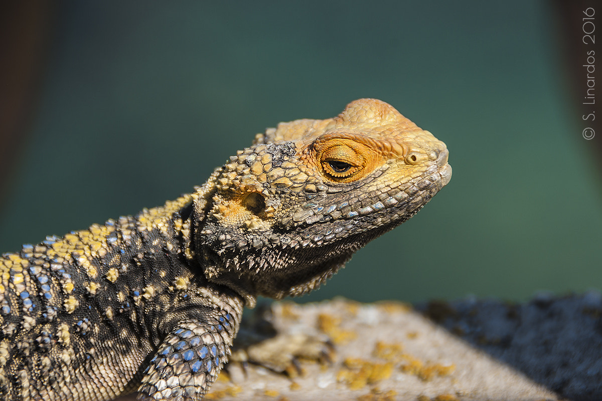 Pentax K10D sample photo. Painted dragon 7 photography