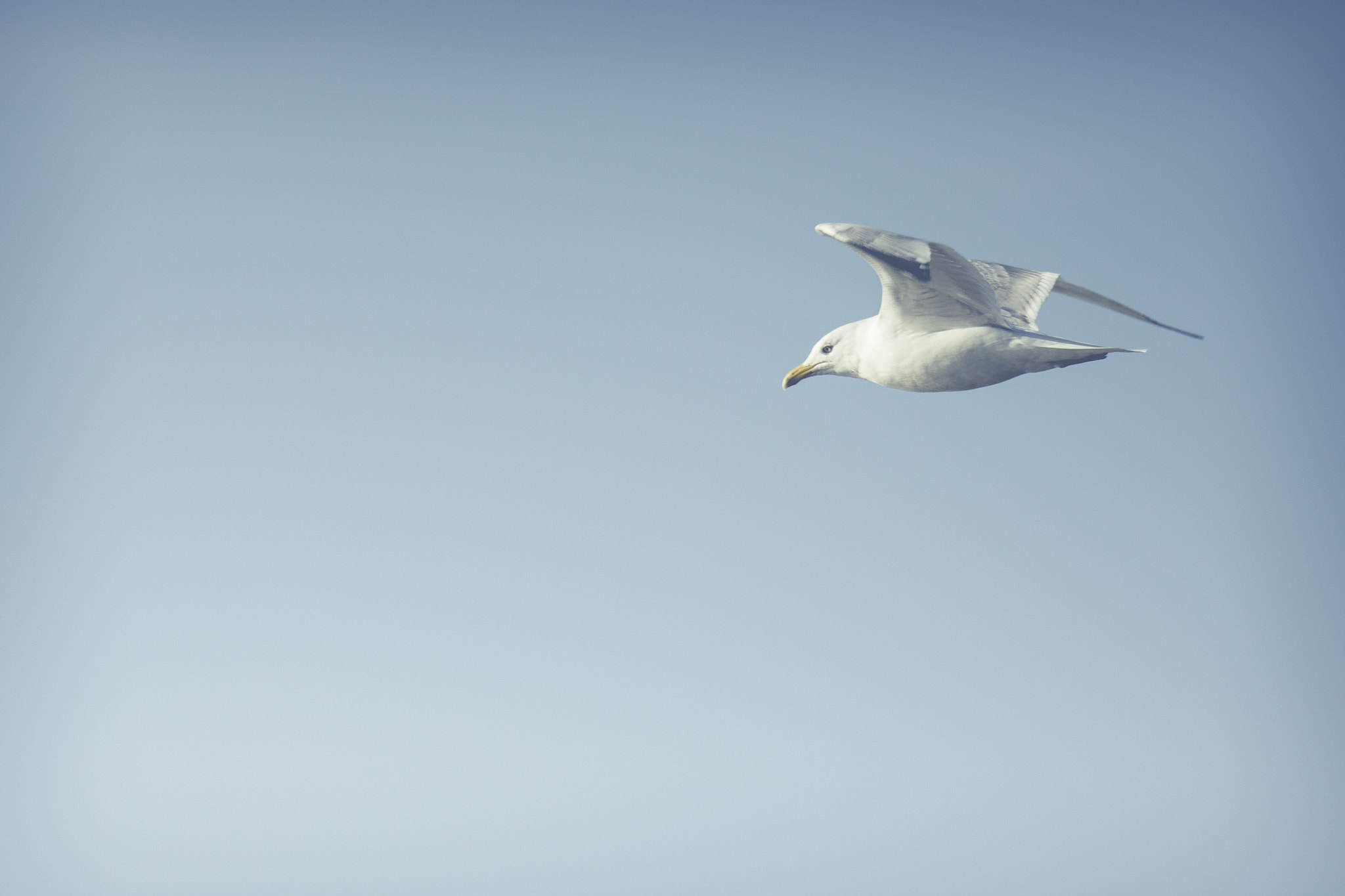Canon EF 100-400mm F4.5-5.6L IS USM sample photo. Flight photography