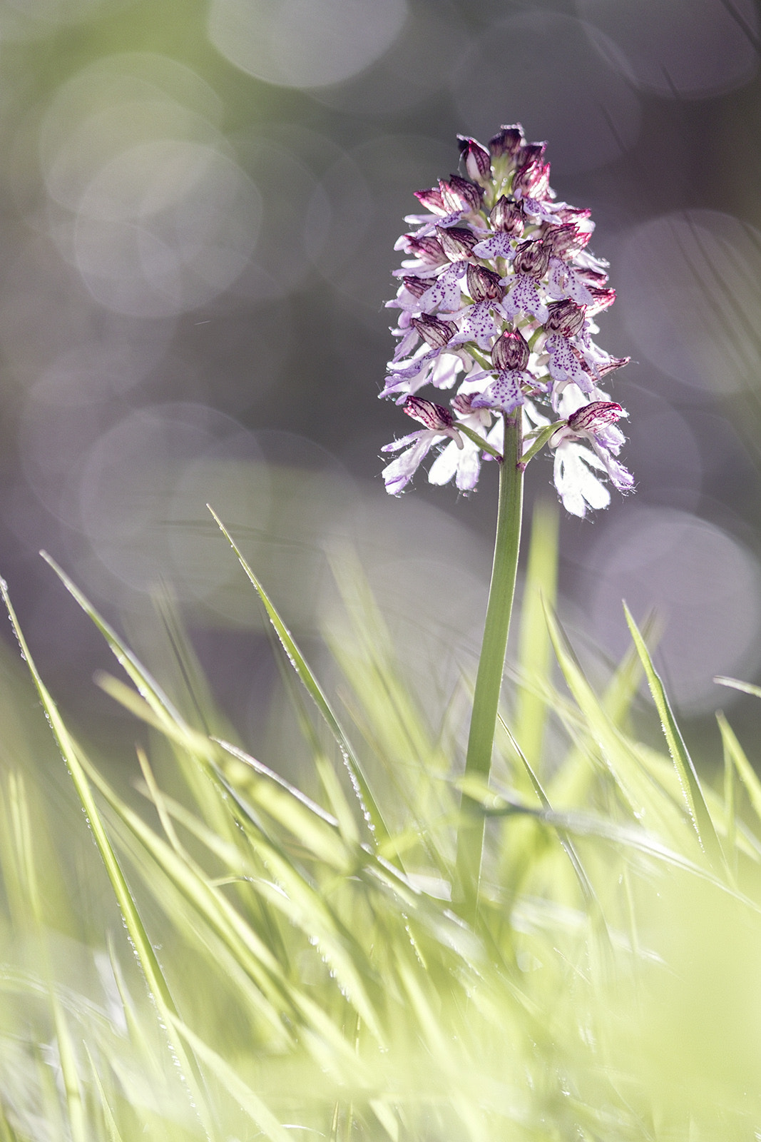 Tamron SP AF 180mm F3.5 Di LD (IF) Macro sample photo. Orchis pourpre photography