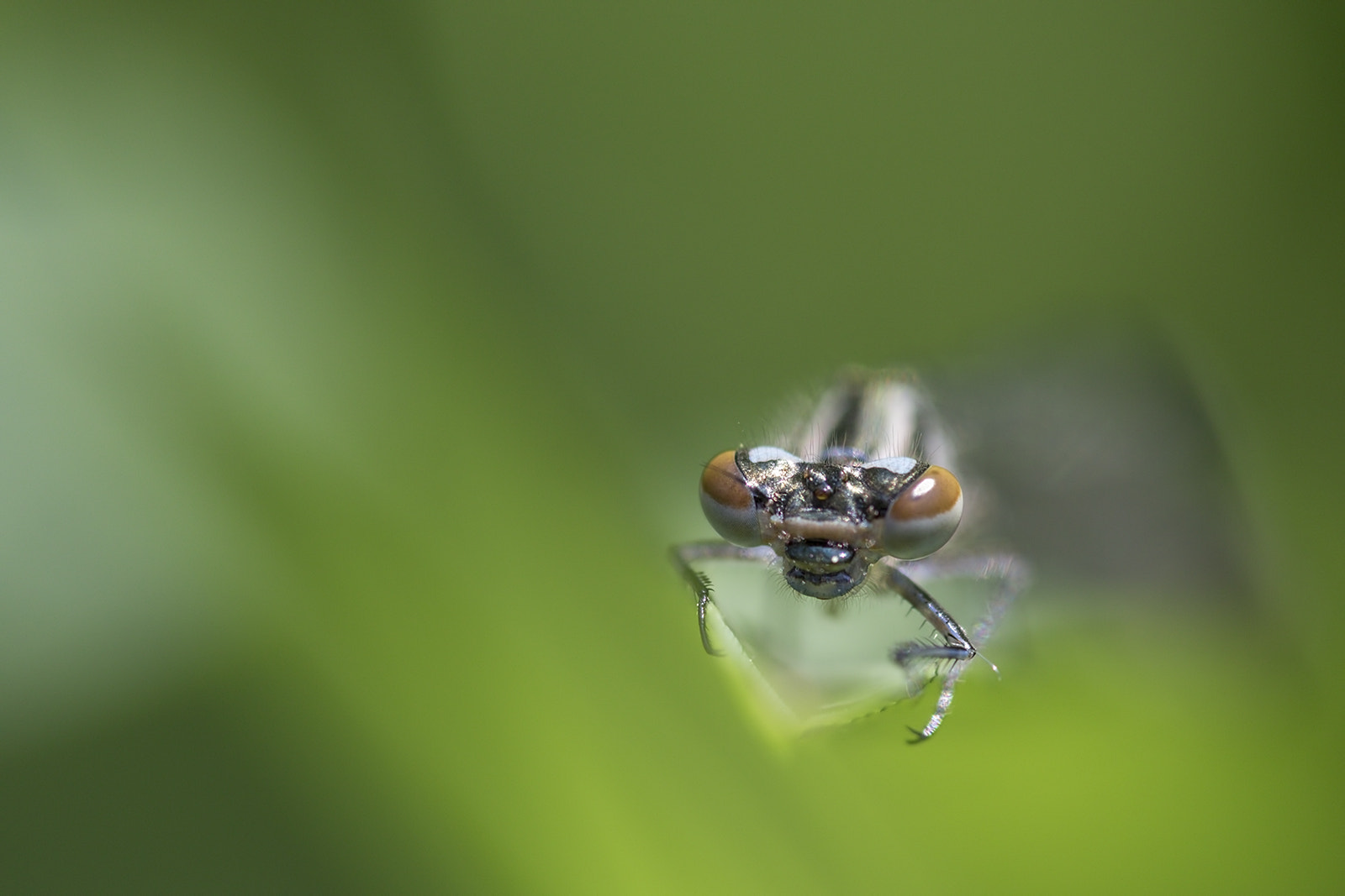 Canon EOS 7D Mark II + Tamron SP AF 180mm F3.5 Di LD (IF) Macro sample photo. Agrion photography
