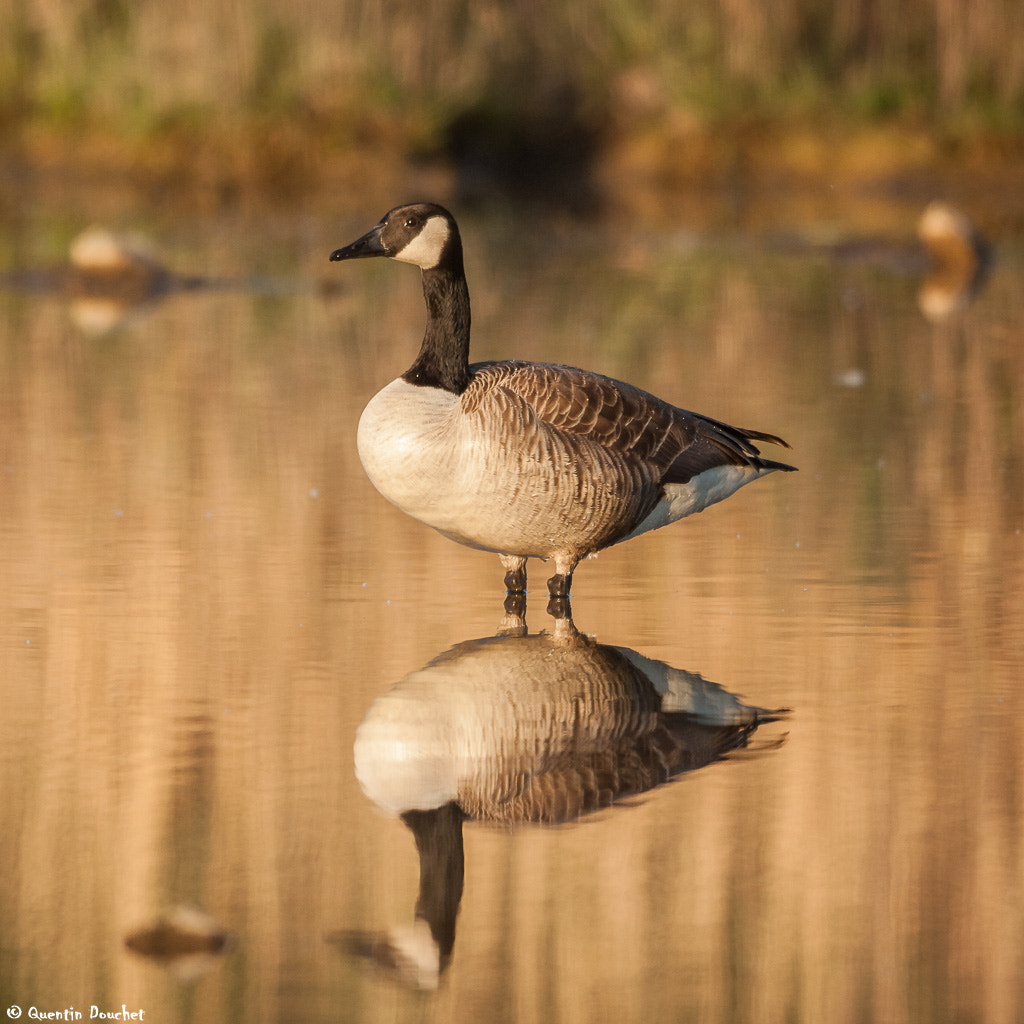 Canon EF 600mm F4L IS II USM sample photo. Bernache du canada en miroir photography