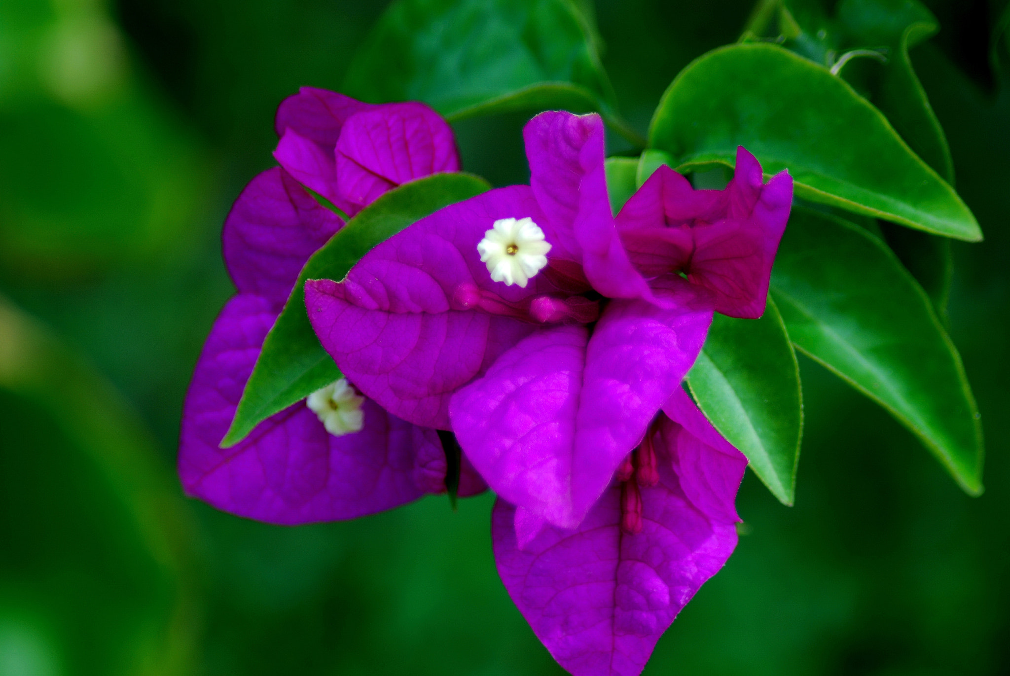 Nikon AF Nikkor 70-300mm F4-5.6G sample photo. Flor morada photography
