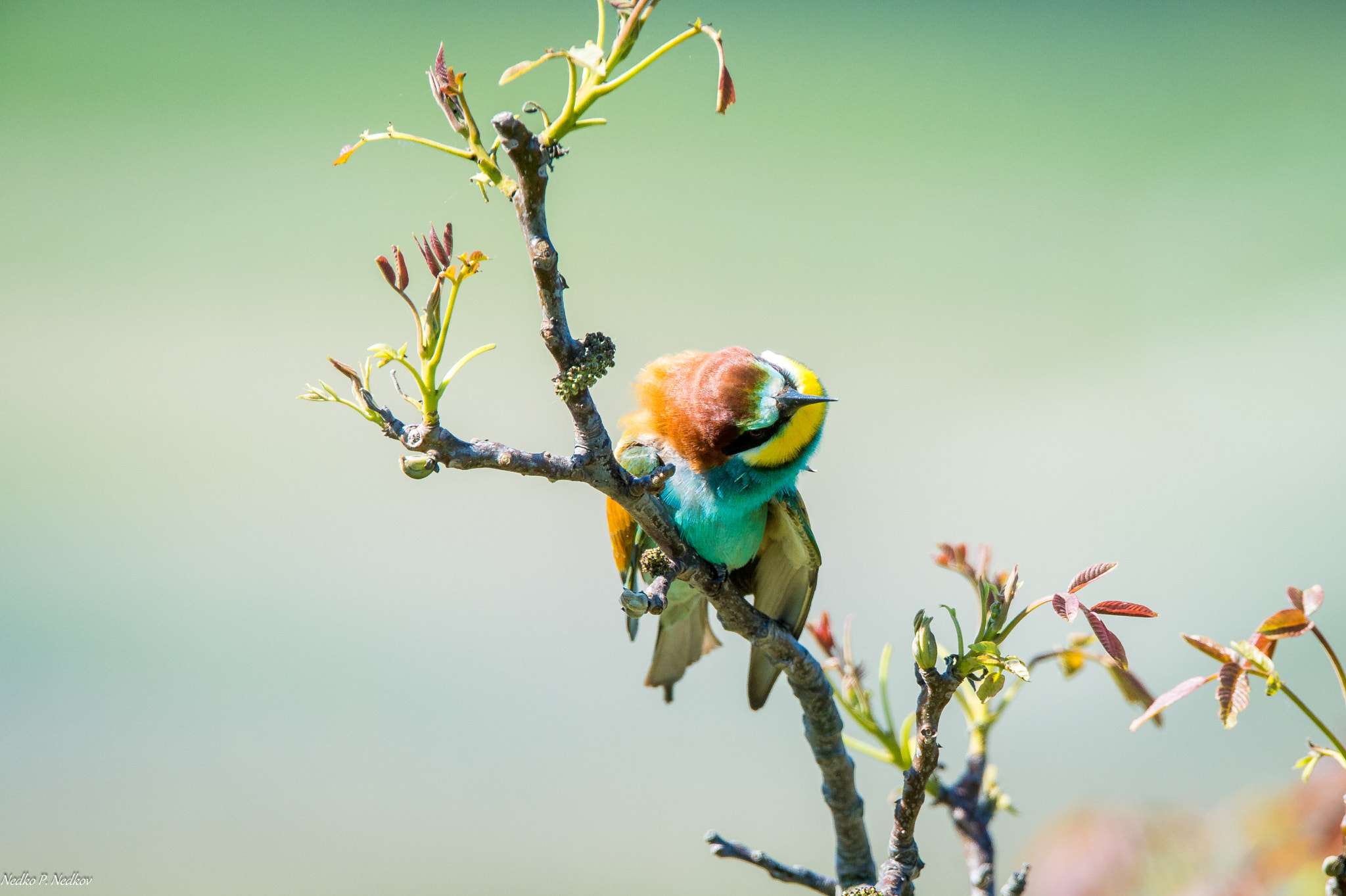 Nikon D4S sample photo. Bee-eater photography