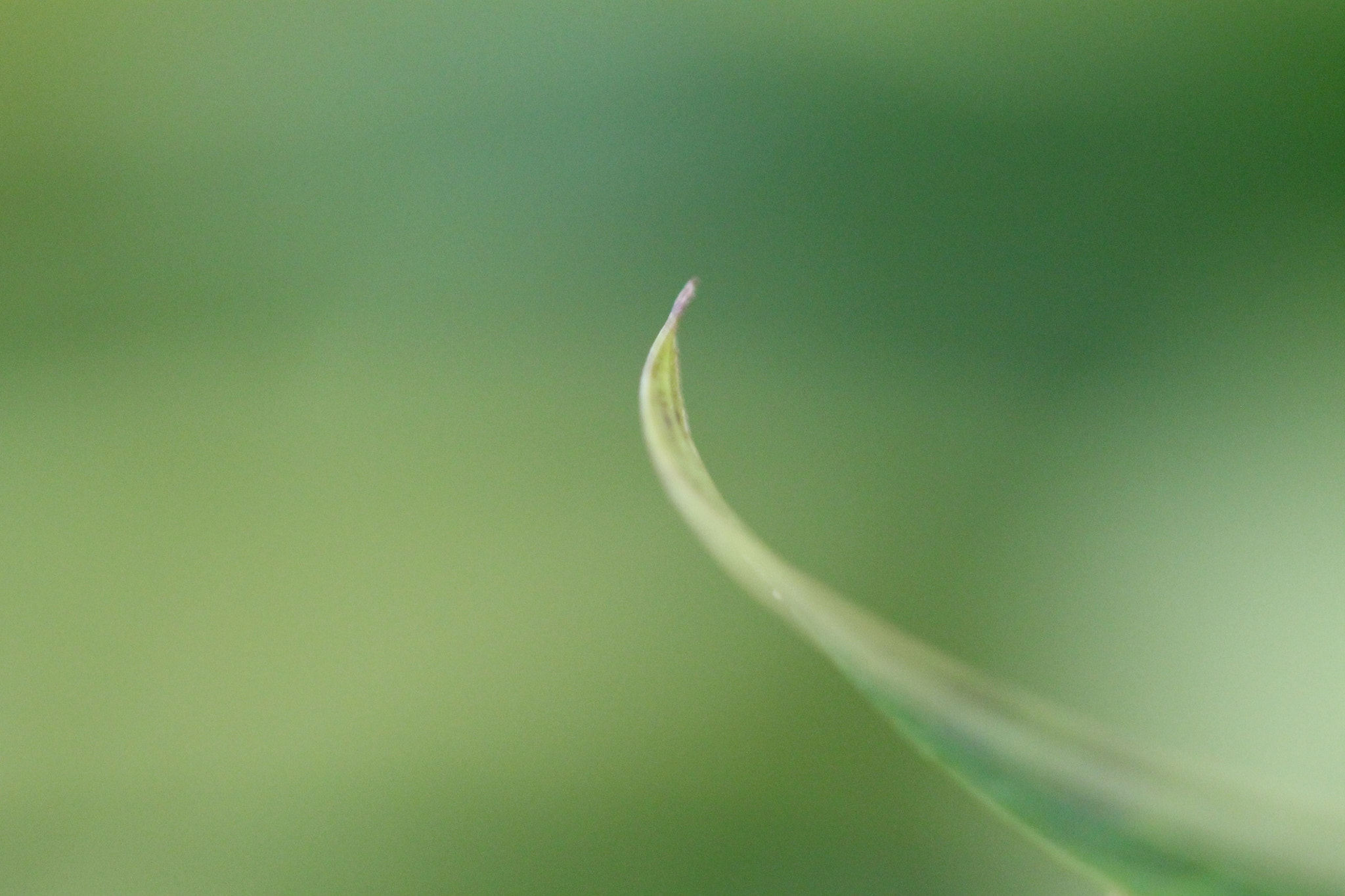 Sigma 105mm F2.8 EX DG OS HSM sample photo. Blad photography