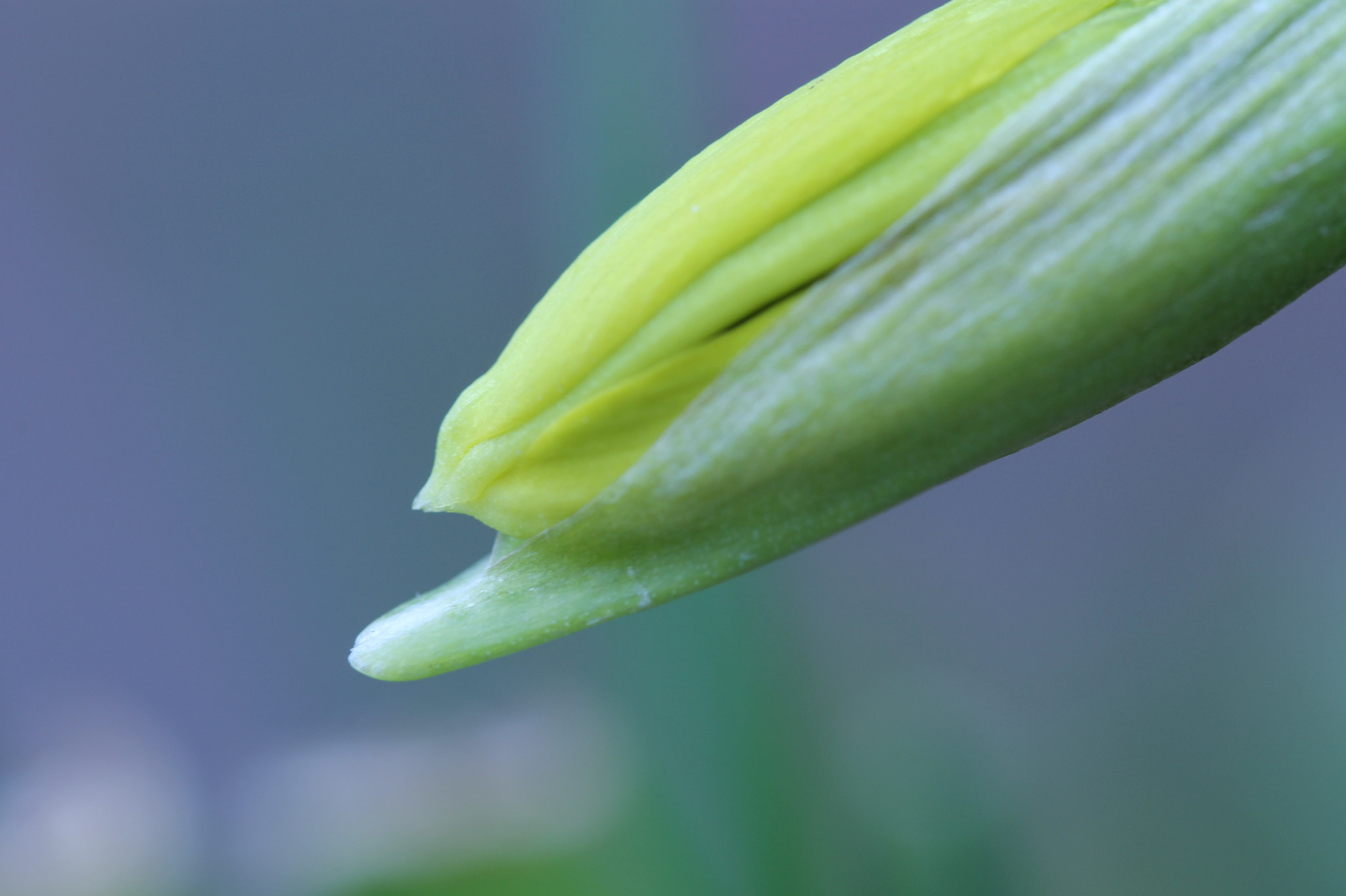 Sigma 105mm F2.8 EX DG OS HSM sample photo. Narcis photography