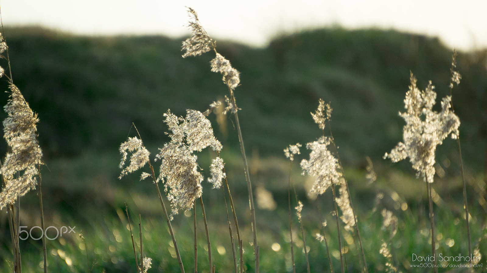 Sony Alpha NEX-F3 + Sony E 55-210mm F4.5-6.3 OSS sample photo. 20160509 photography