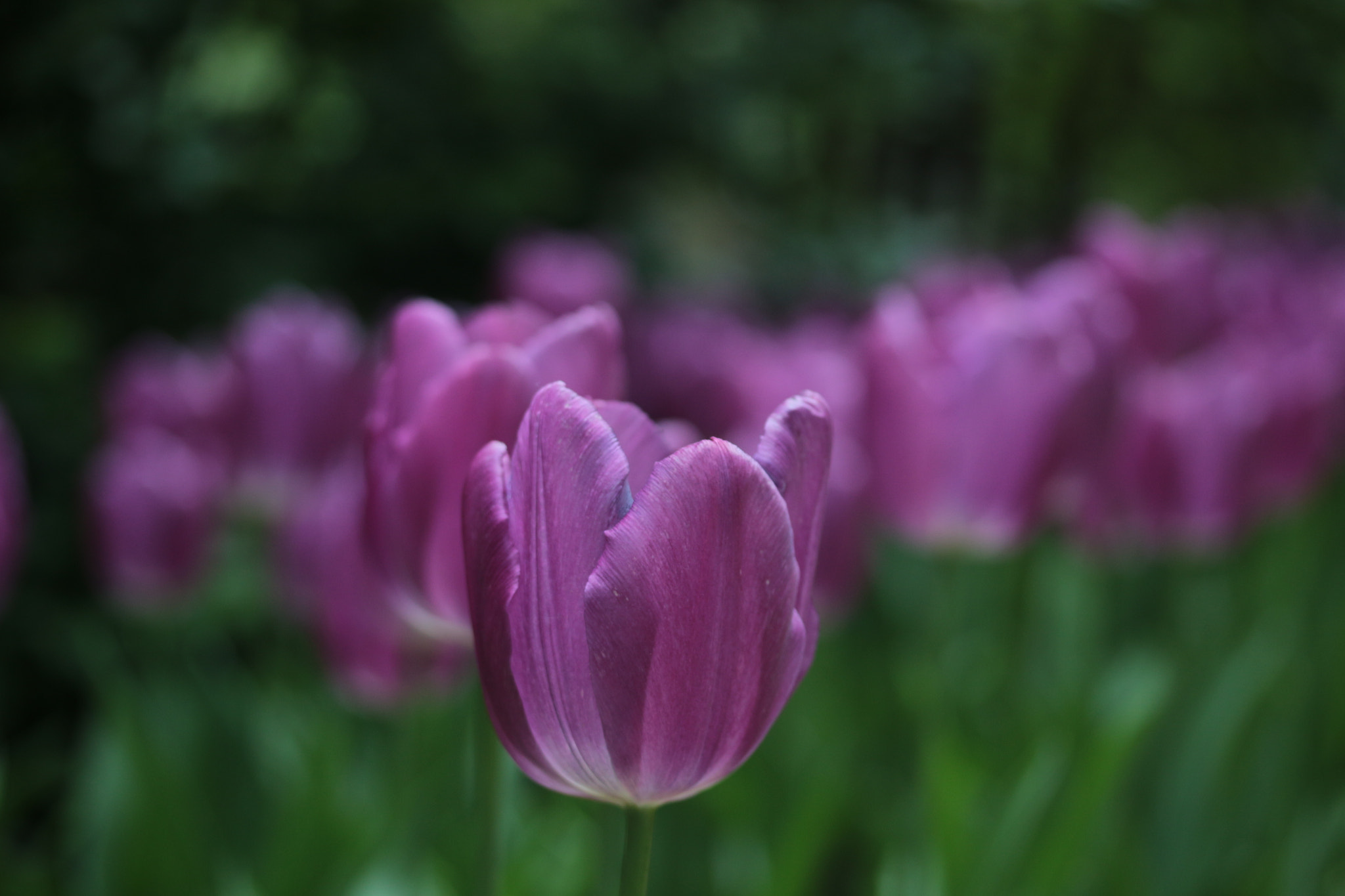 Canon EF-S 60mm F2.8 Macro USM sample photo. Purple photography