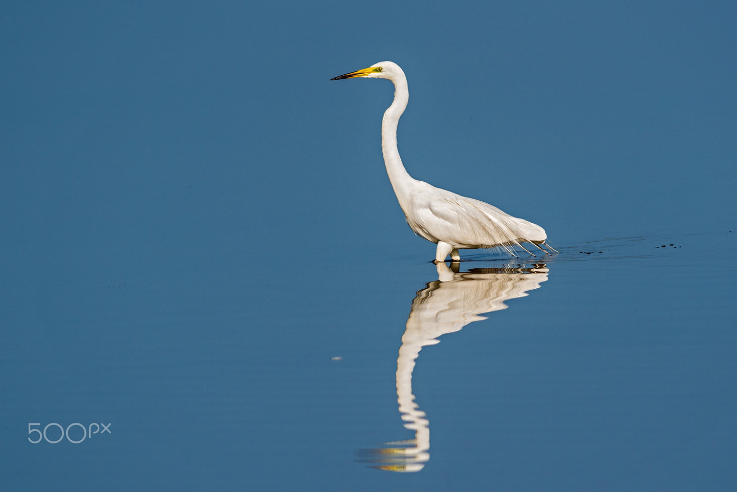 Nikon AF-S Nikkor 300mm F2.8G ED-IF VR sample photo. Reflexion photography