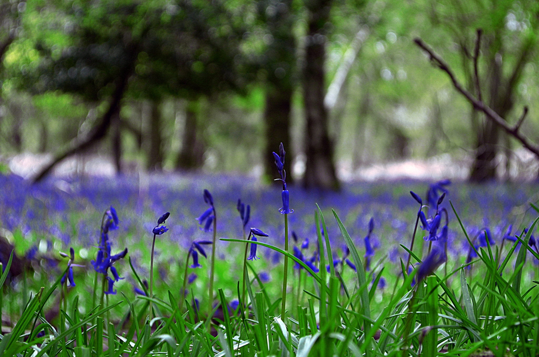 AF Nikkor 85mm f/1.8 sample photo. Spring blues photography