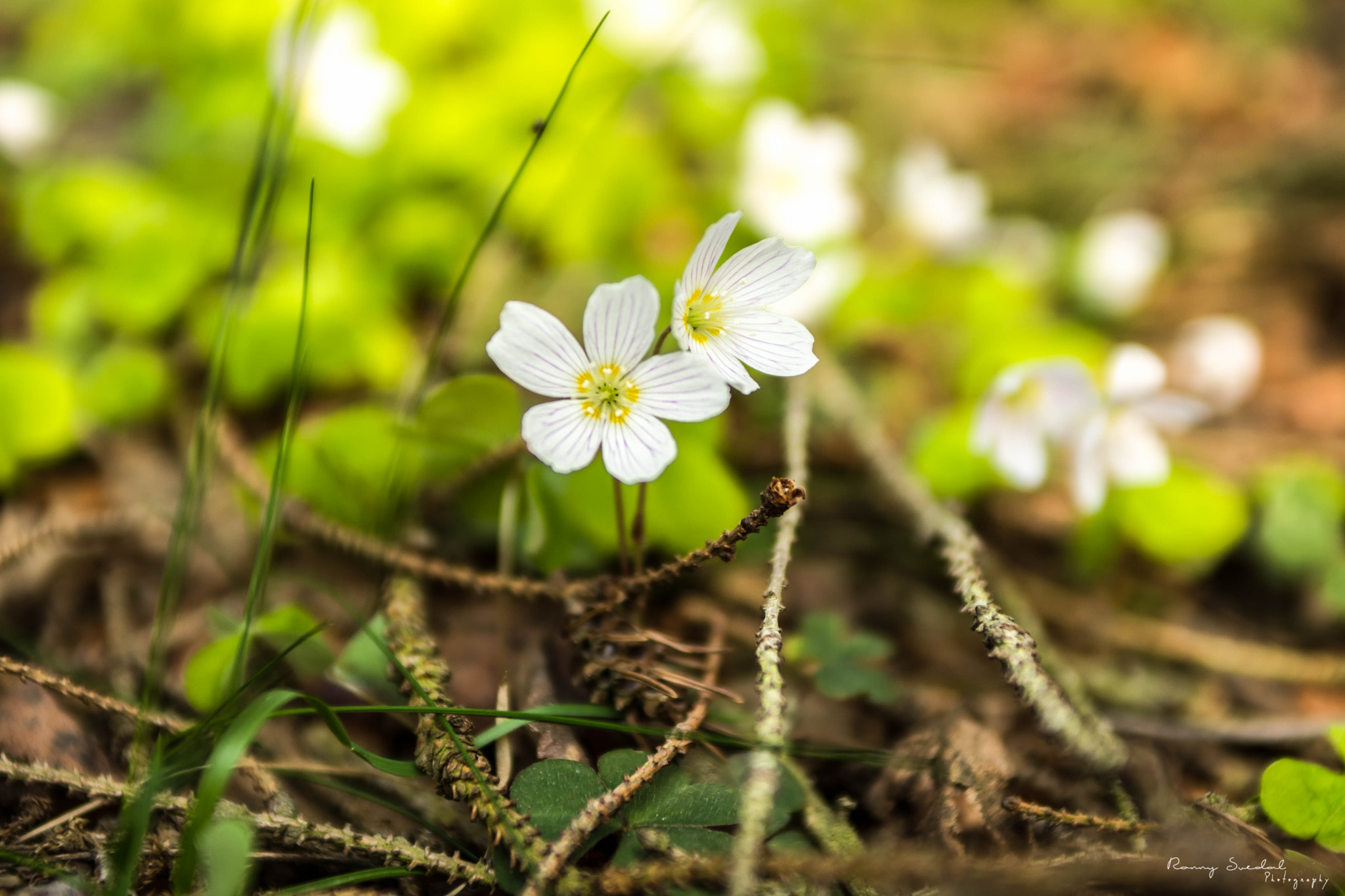 Nikon D7200 + Sigma 24-70mm F2.8 EX DG Macro sample photo. Lucky white photography