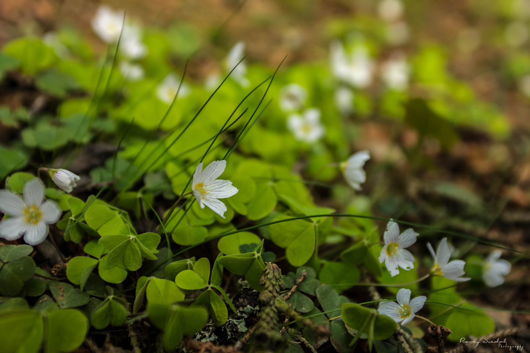 Nikon D7200 + Sigma 24-70mm F2.8 EX DG Macro sample photo. Lucky white photography