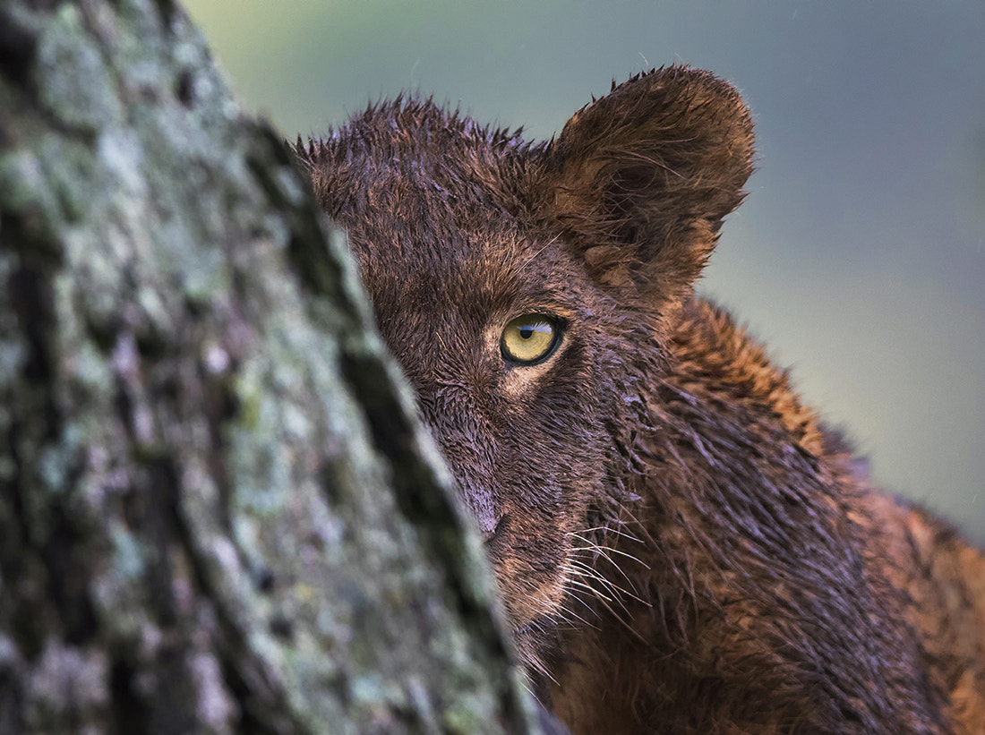 Canon EF 400mm F2.8L IS II USM sample photo. Hide and seek photography