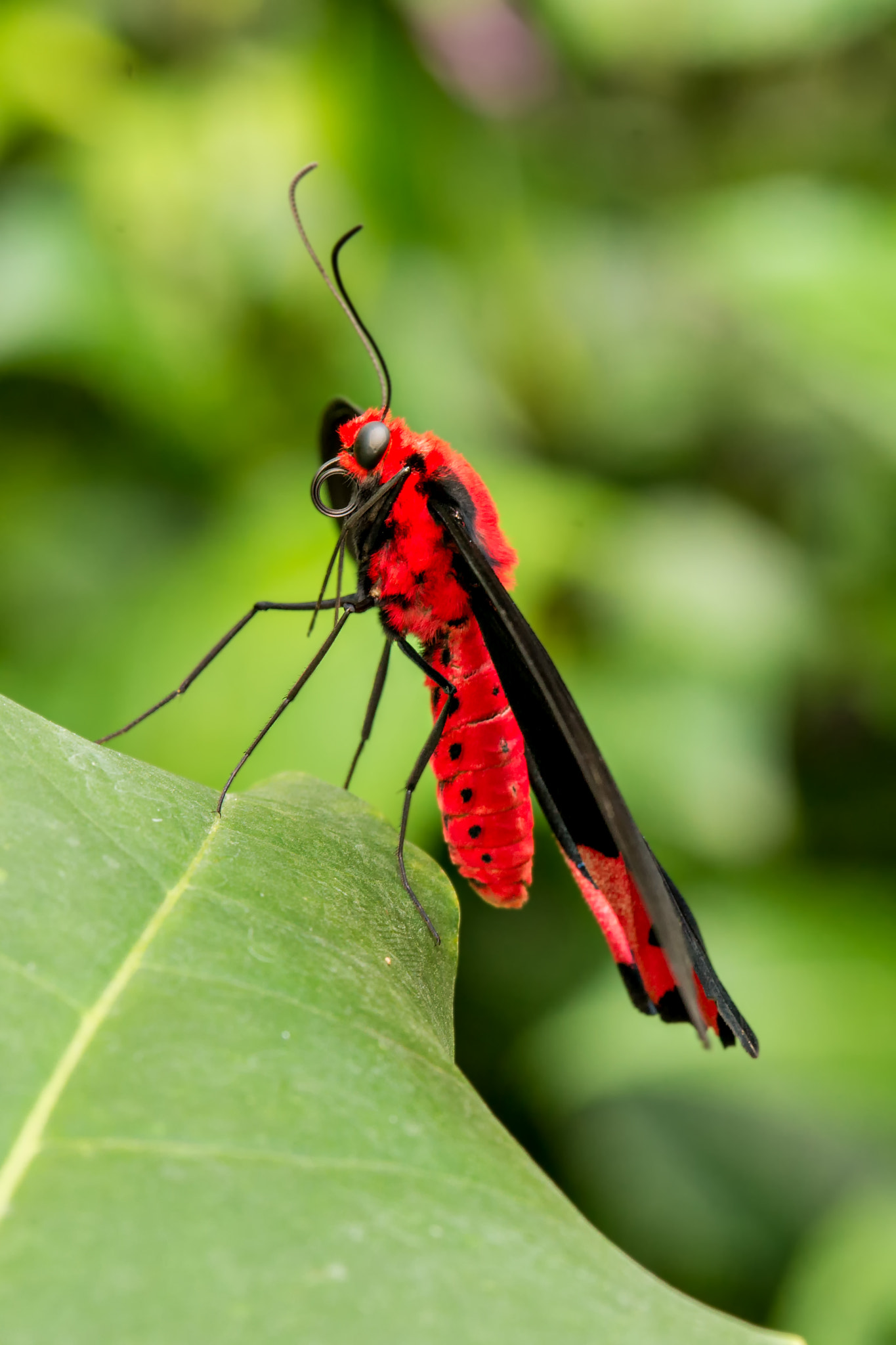 Sony SLT-A99V sample photo. Red bodied swallowtail photography