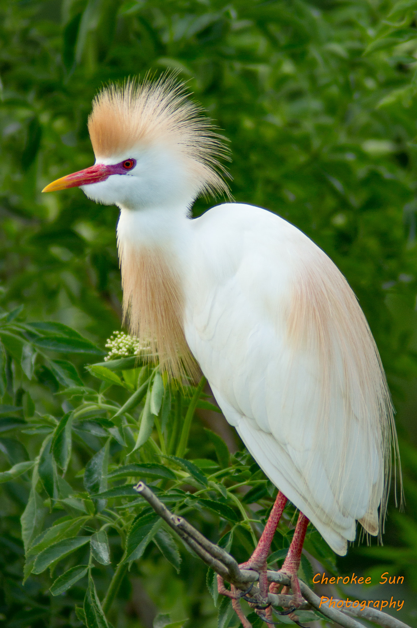 Sony SLT-A57 + Tamron 200-400mm F5.6 LD sample photo. Cattle egret photography