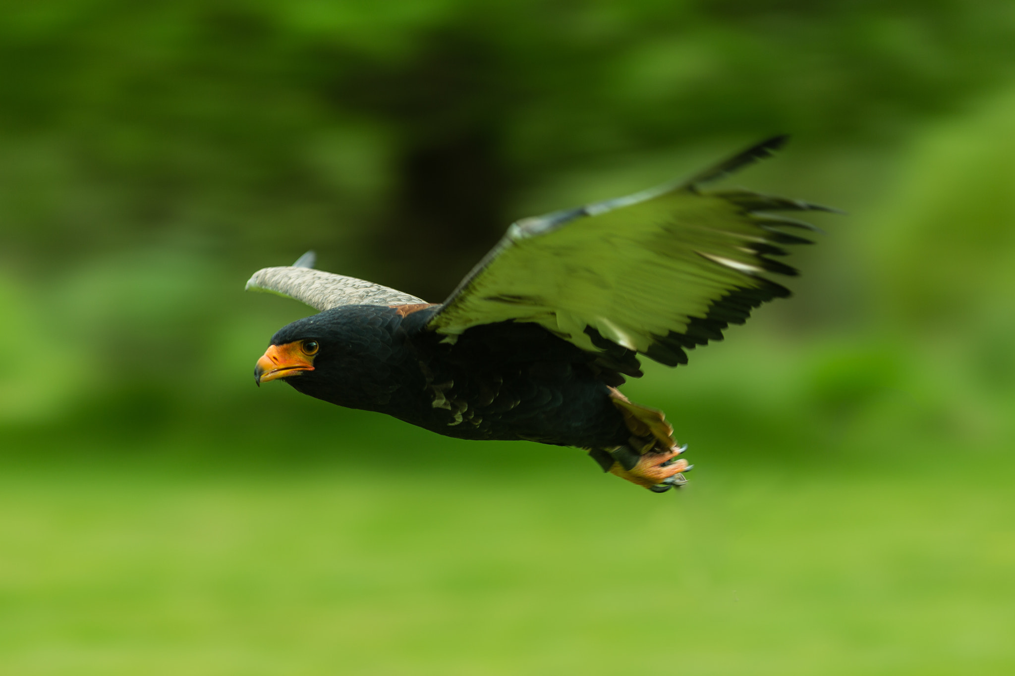 Canon EF 300mm F4L IS USM sample photo. Eagle photography