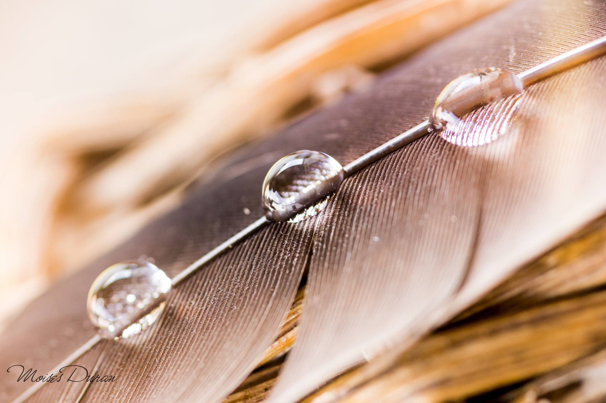 Canon EOS 6D + Sigma 105mm F2.8 EX DG Macro sample photo. Softly... photography