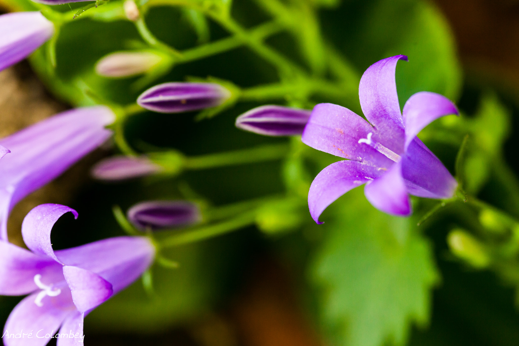 Sigma 50mm f/2.8 EX sample photo. Purple an green photography