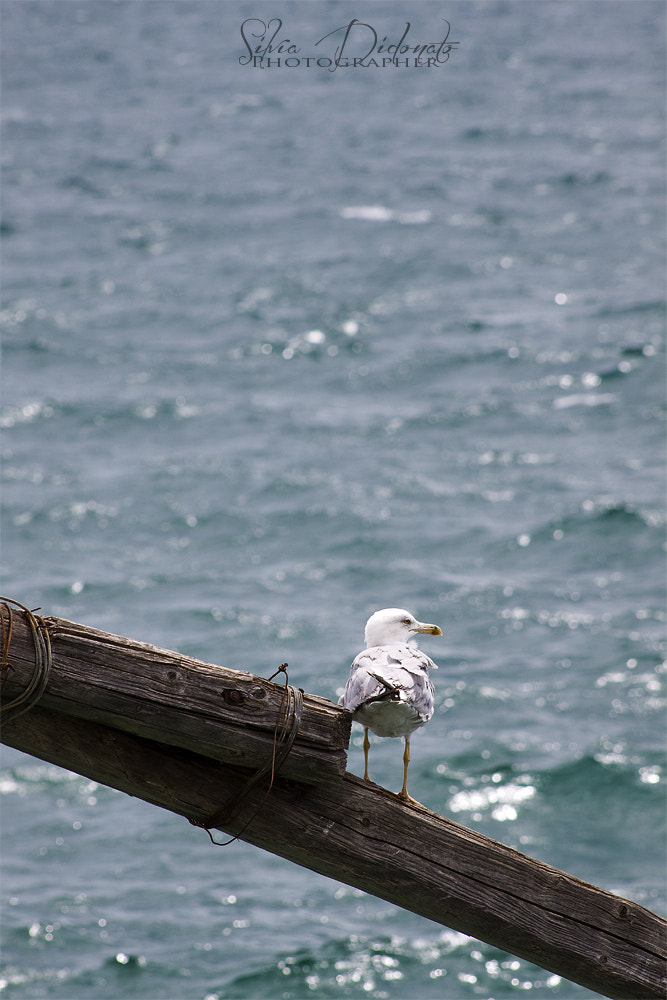 Canon EOS 50D + EF75-300mm f/4-5.6 sample photo. Nel blu photography