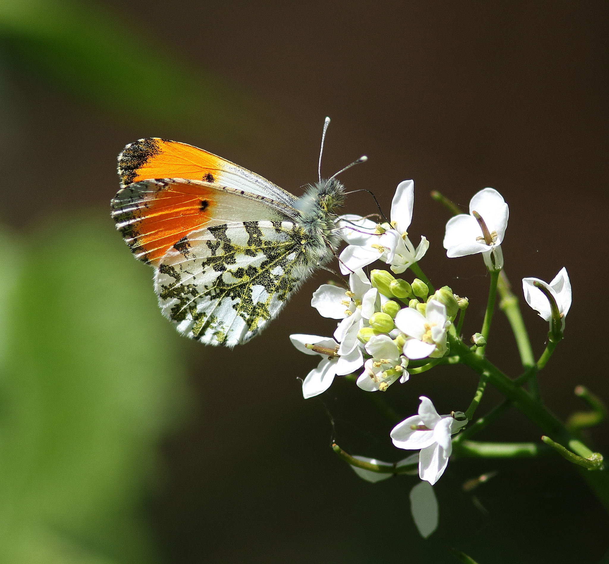 Canon EF 300mm F4L IS USM sample photo. Orange-tip butterfly photography
