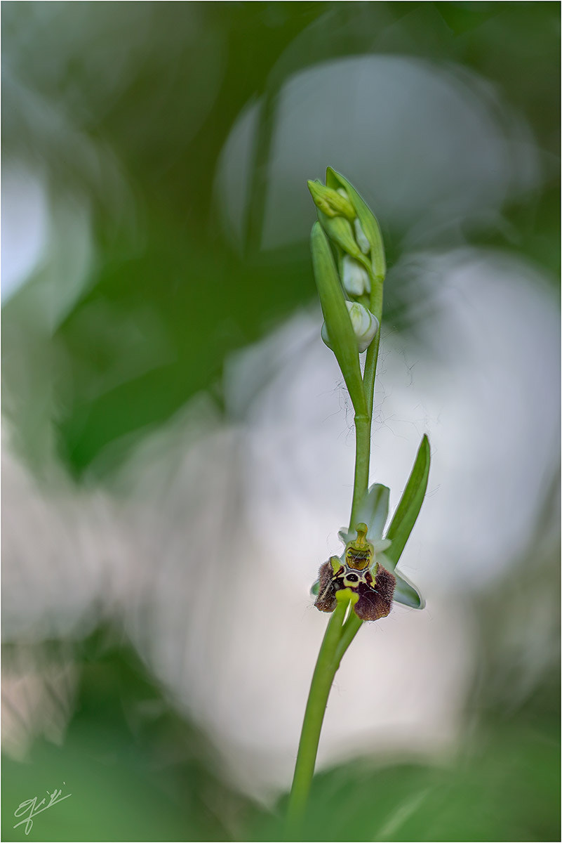 Nikon D610 + Sigma 150mm F2.8 EX DG OS Macro HSM sample photo. Ophrys holosericea photography
