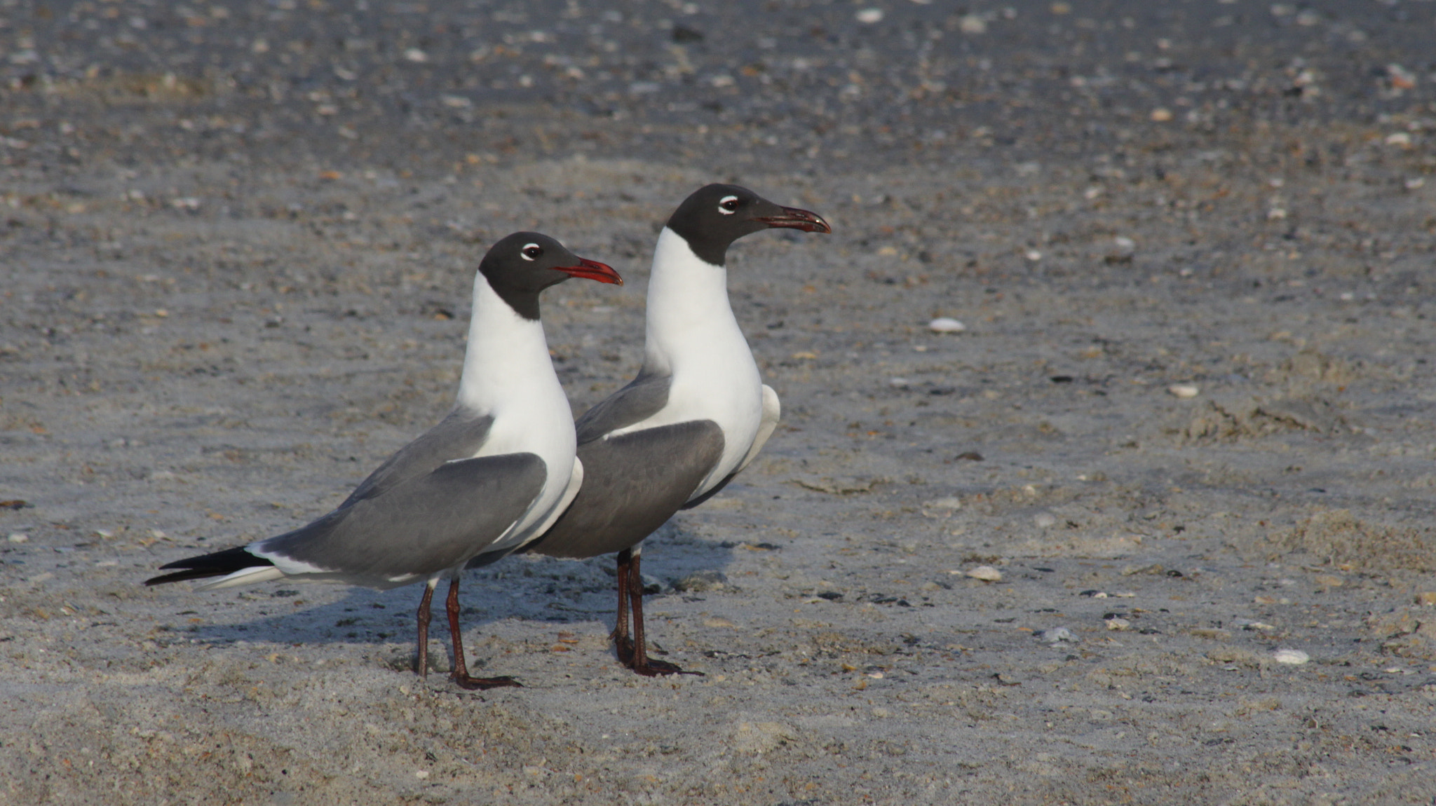 Canon EOS M + EF75-300mm f/4-5.6 sample photo