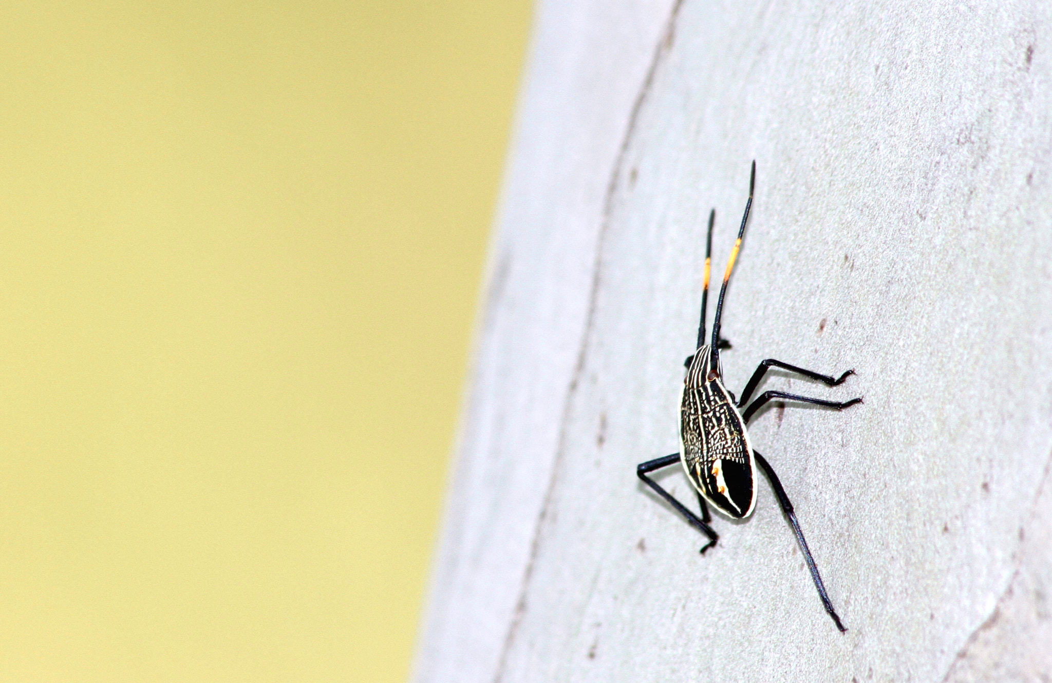 Canon EOS 7D + Canon 70-300mm sample photo. Insect photography