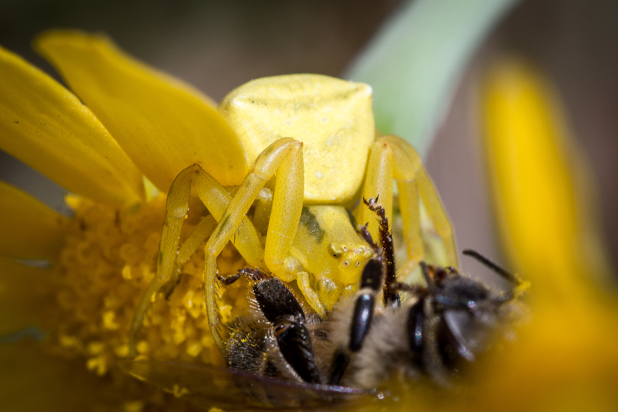 Canon EF 100mm F2.8L Macro IS USM sample photo. Devouring a bee photography