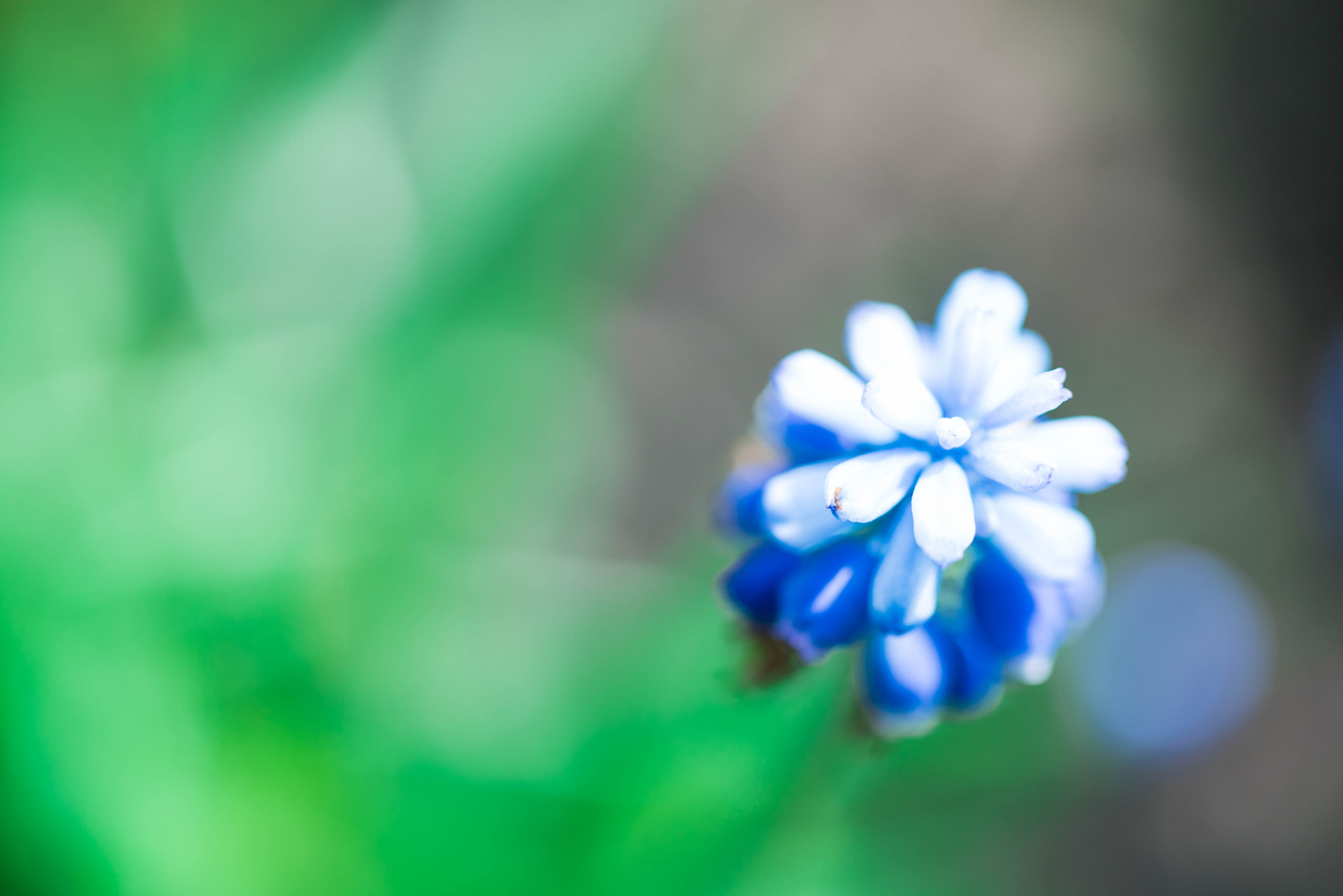 Nikon D750 + Sigma 50mm F2.8 EX DG Macro sample photo. Dsc_5426.jpg photography