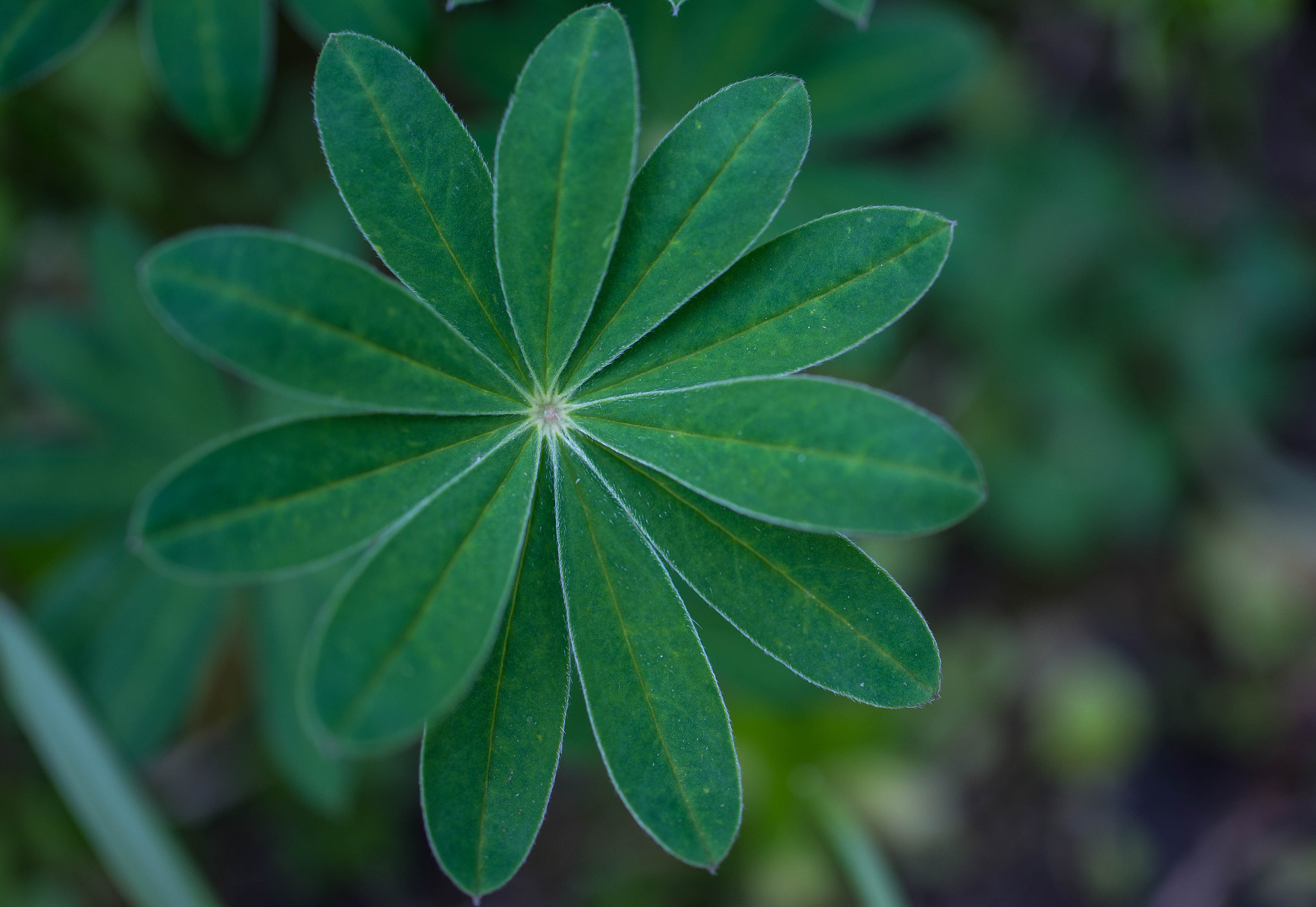 Nikon D750 + Sigma 50mm F2.8 EX DG Macro sample photo. Dsc_5451.jpg photography