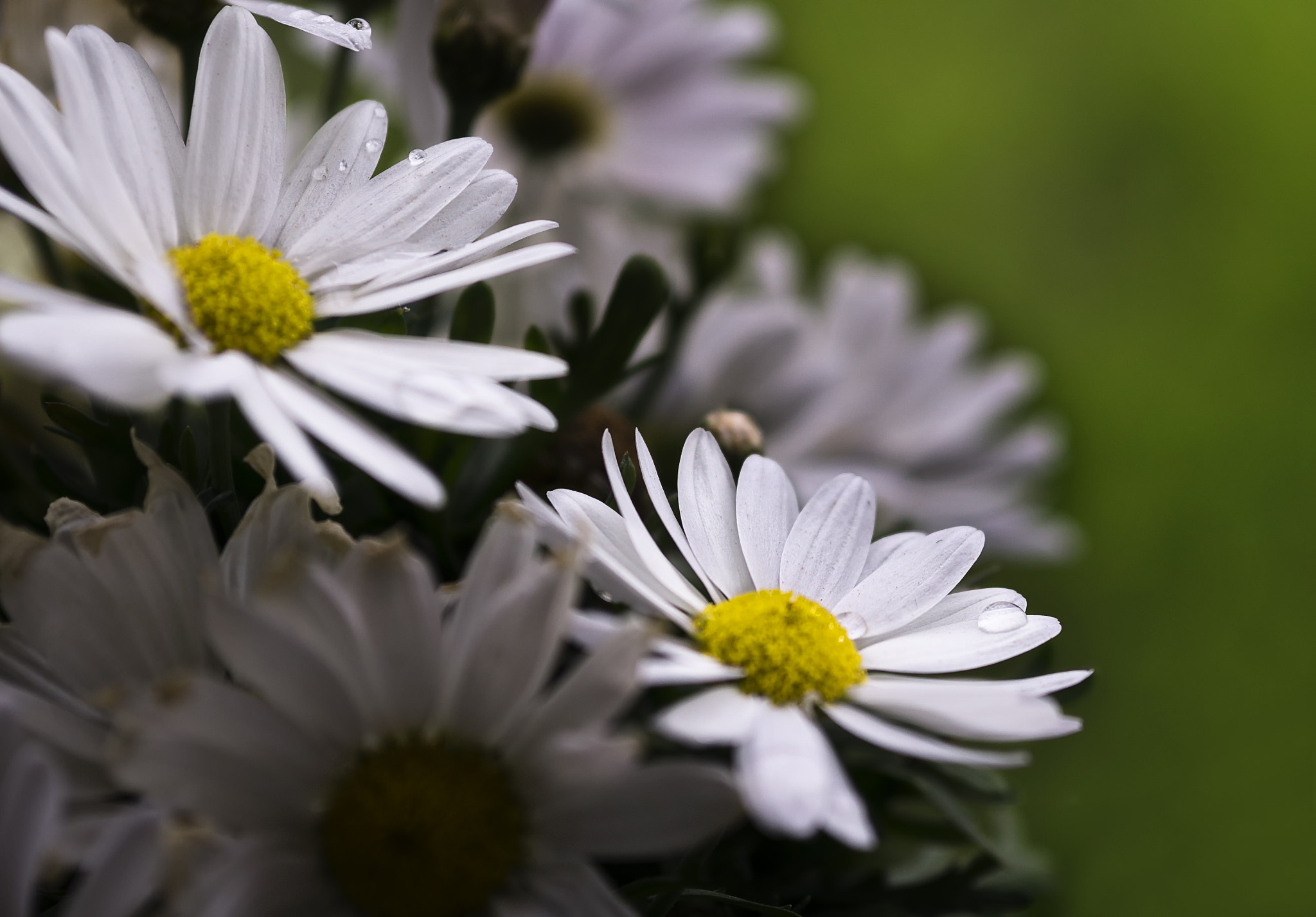 Sigma 60mm F2.8 DN Art sample photo. Daisies photography