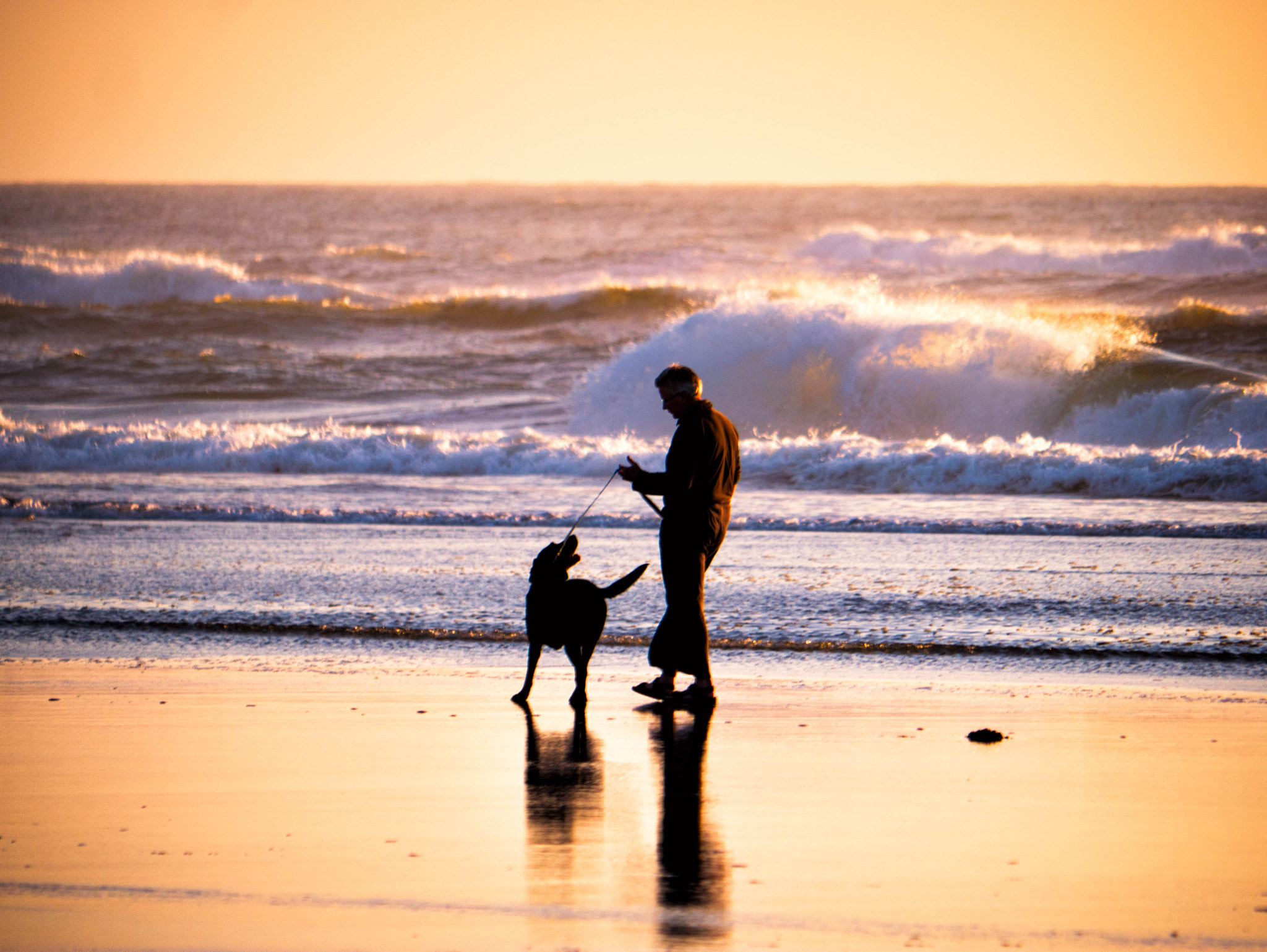 Panasonic Lumix DMC-GX7 sample photo. Dog in the surf photography