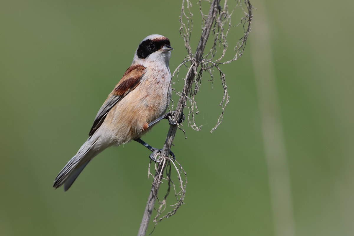 Canon EF 300mm F2.8L IS II USM sample photo. Penduline tit photography