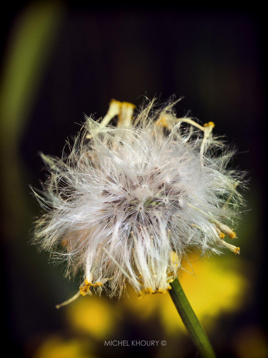 OLYMPUS 50mm Lens sample photo. Time to spread photography