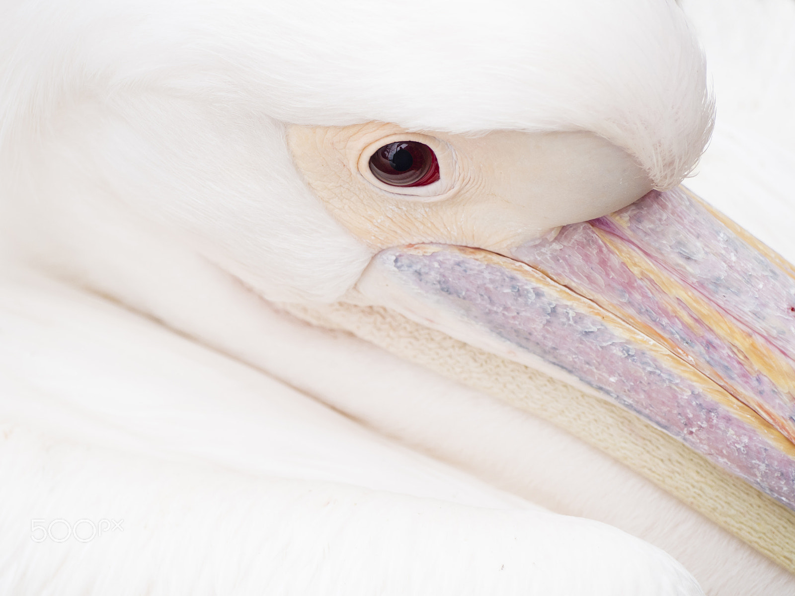 Olympus PEN E-P5 sample photo. Eye white pelican photography