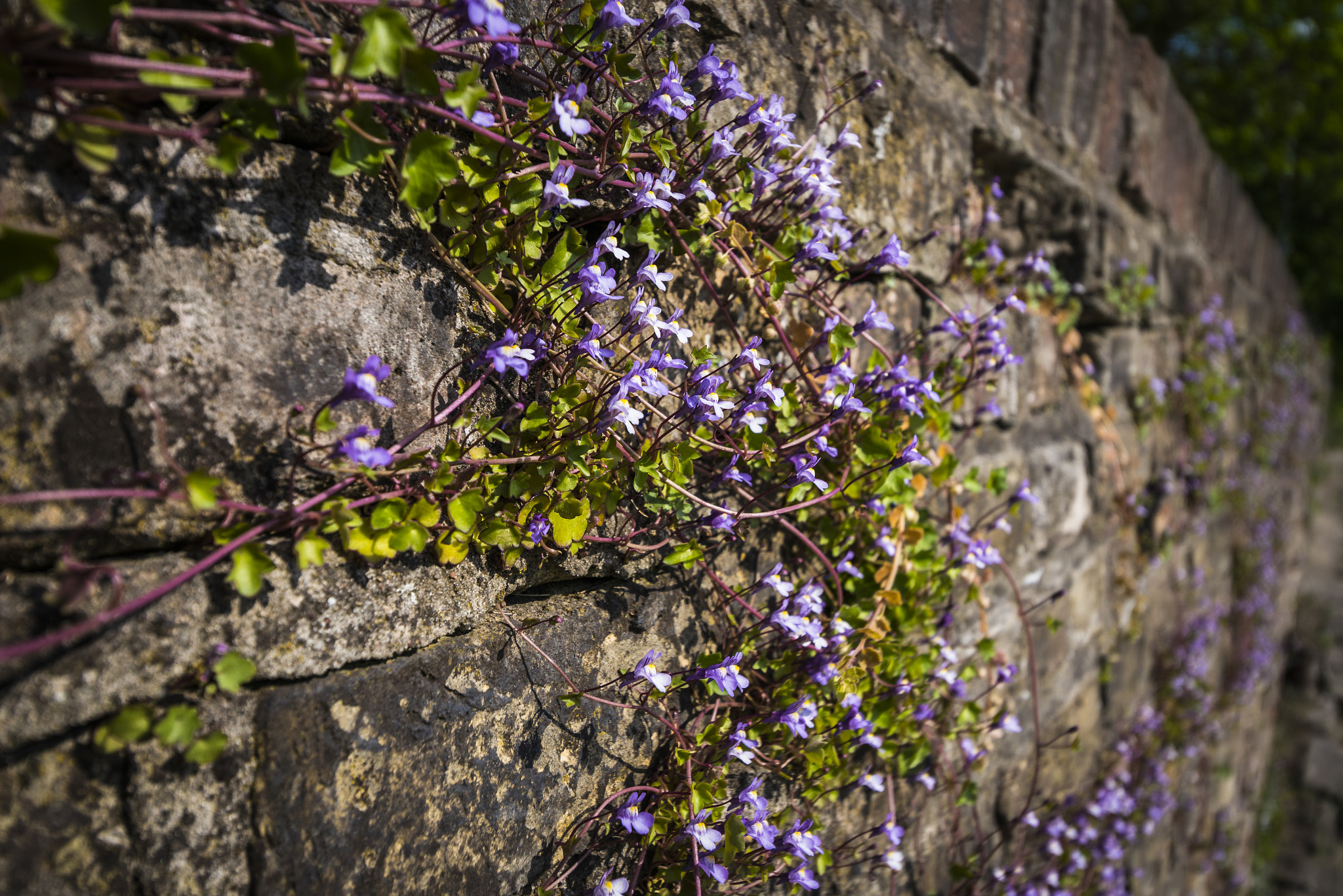 Tamron 18-270mm F3.5-6.3 Di II PZD sample photo. *** photography