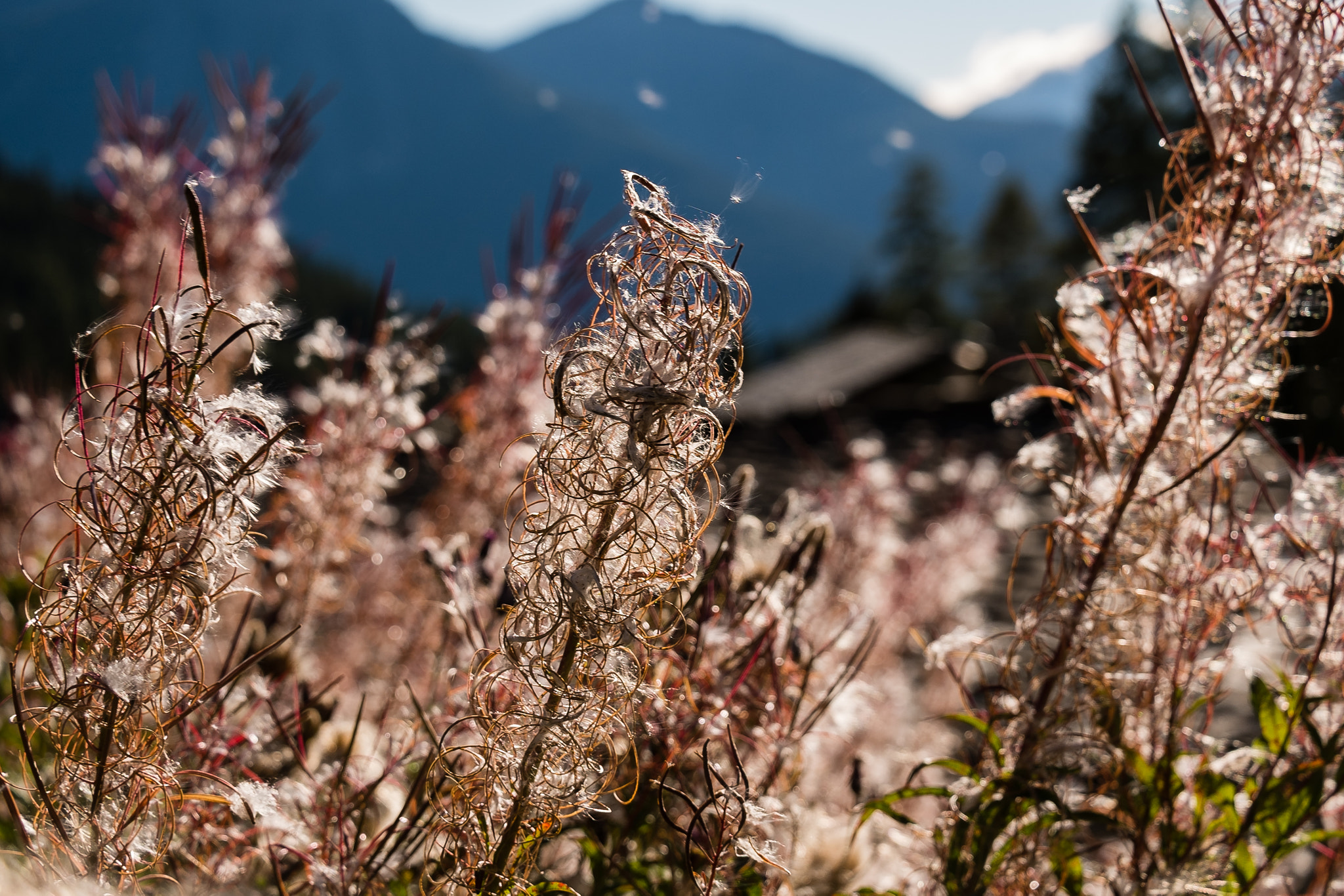 Fujifilm X-M1 + Fujifilm XC 50-230mm F4.5-6.7 OIS sample photo. Strange flora of the alps photography