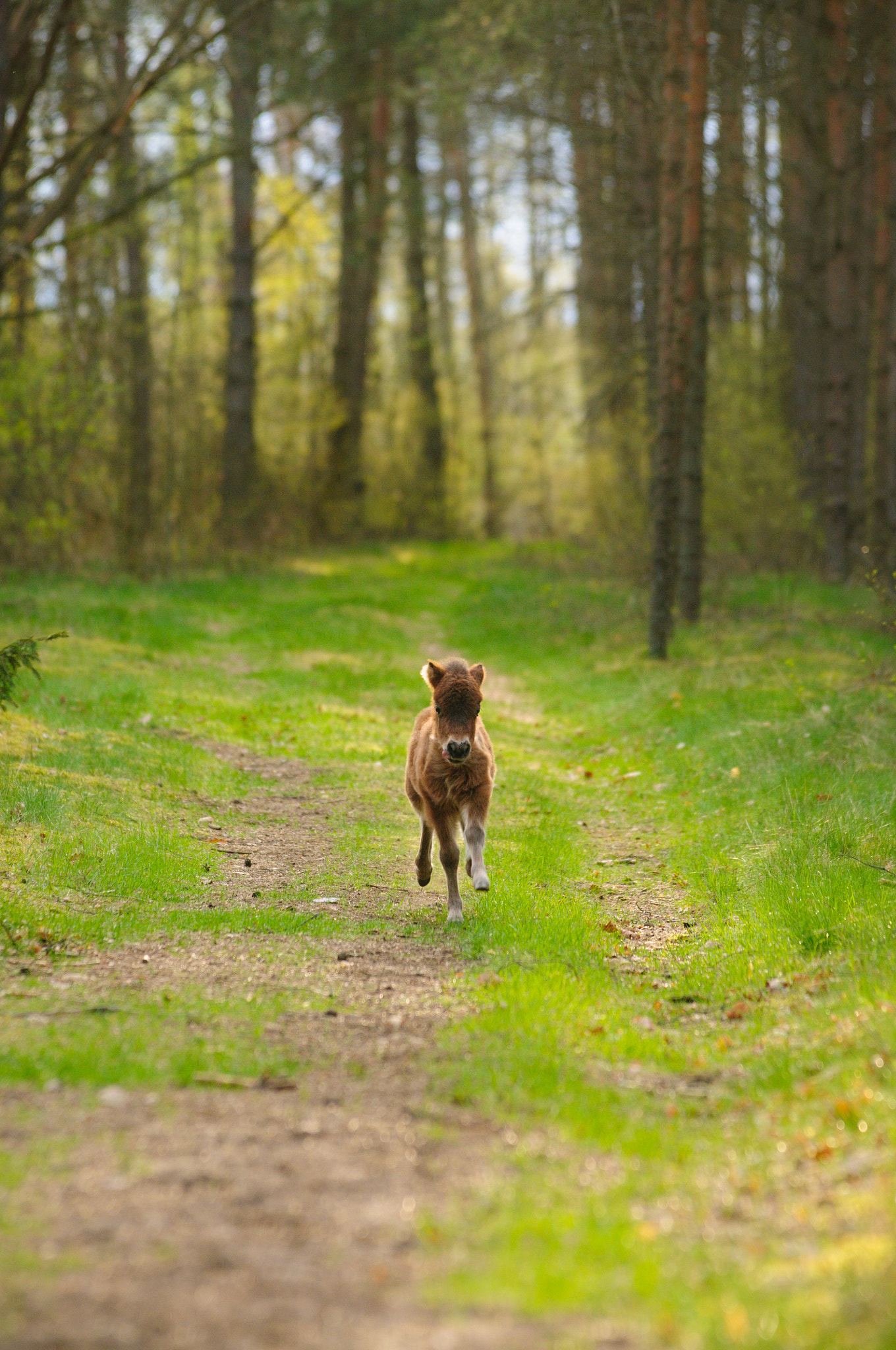 AF-S Zoom-Nikkor 80-200mm f/2.8D IF-ED sample photo. Run! photography