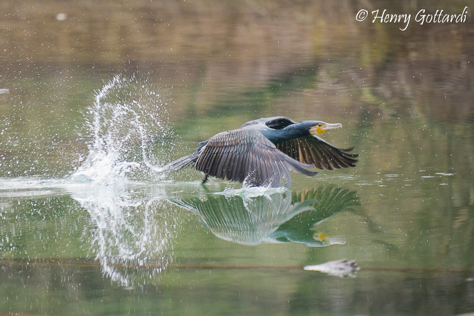 Nikon D600 sample photo. Started photography