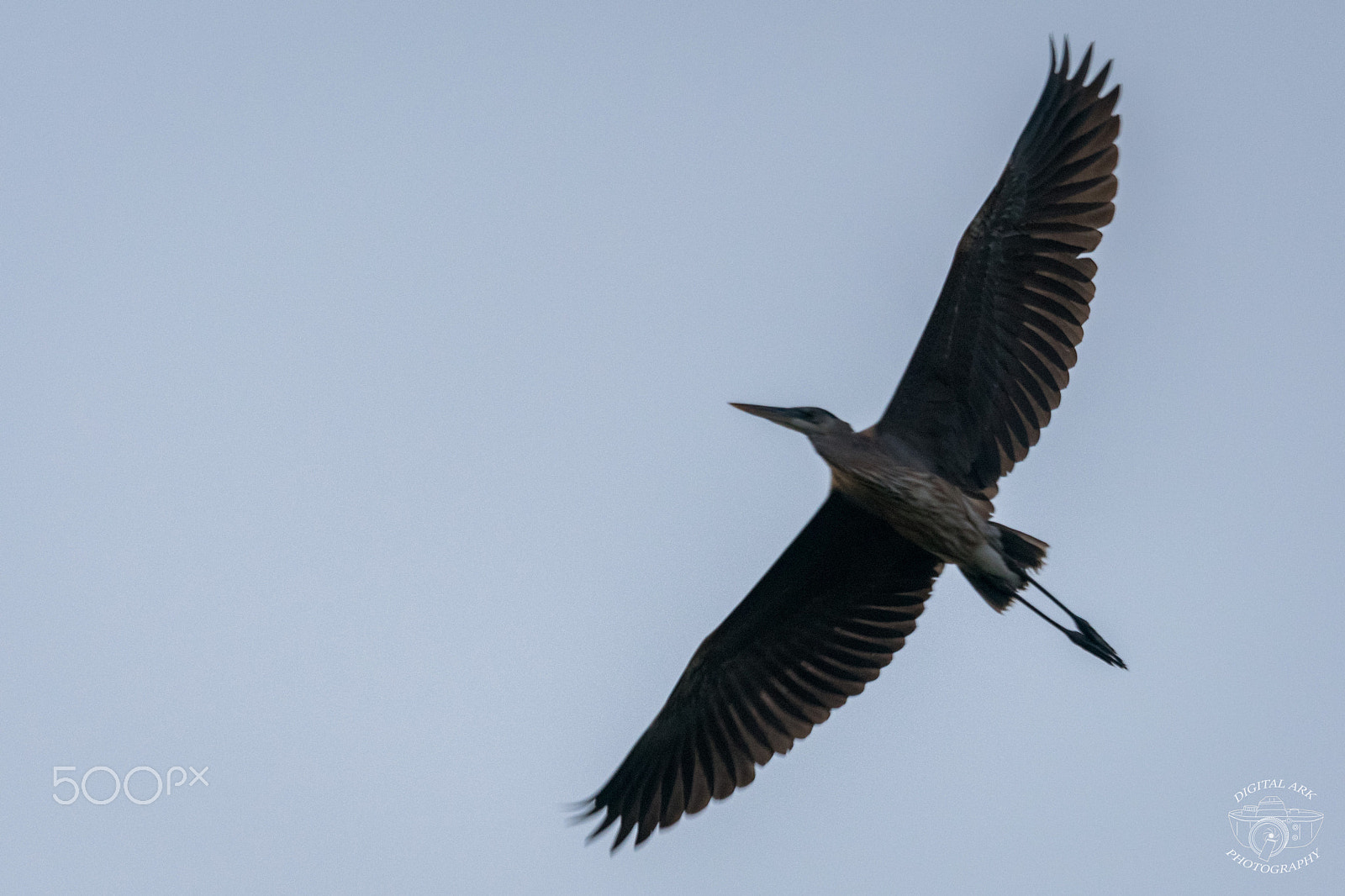 Nikon Nikkor AF-S 300mm F4E PF ED VR sample photo. Wingspan photography