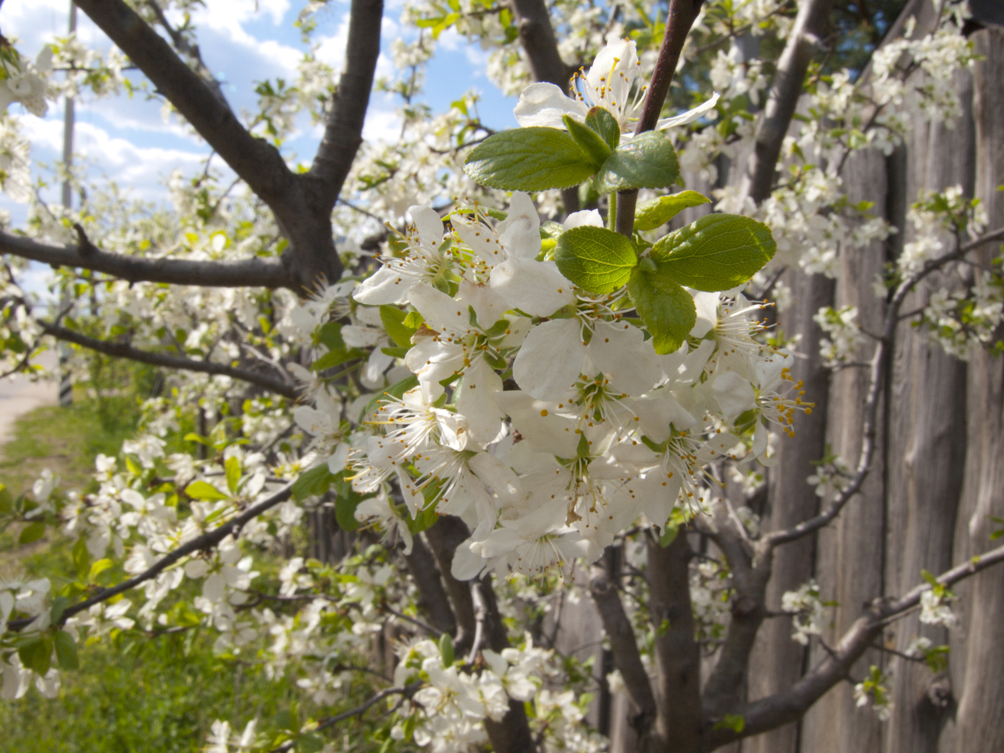 Olympus E-520 (EVOLT E-520) + SIGMA 18-50mm F2.8 DC sample photo. Apple blossom photography