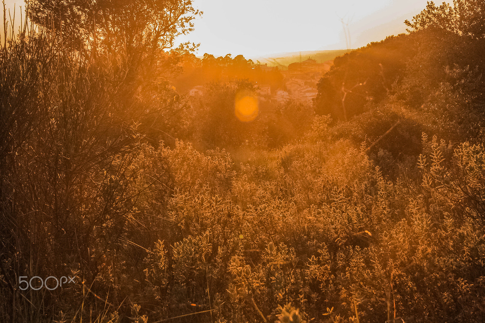 Canon EOS 40D sample photo. In the wood photography