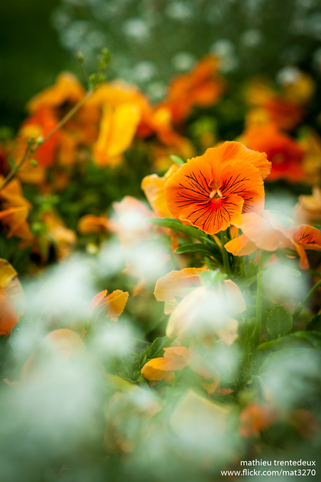 Nikon D700 + AF Nikkor 85mm f/1.8 sample photo. Jardin des plantes photography