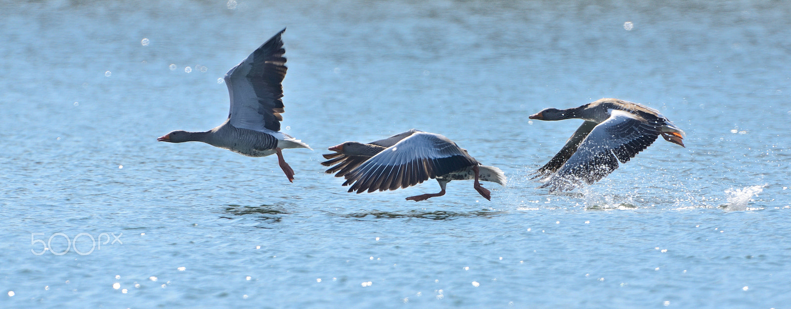 Nikon AF-S Nikkor 400mm F2.8G ED VR II sample photo. Graylag geese taking off photography