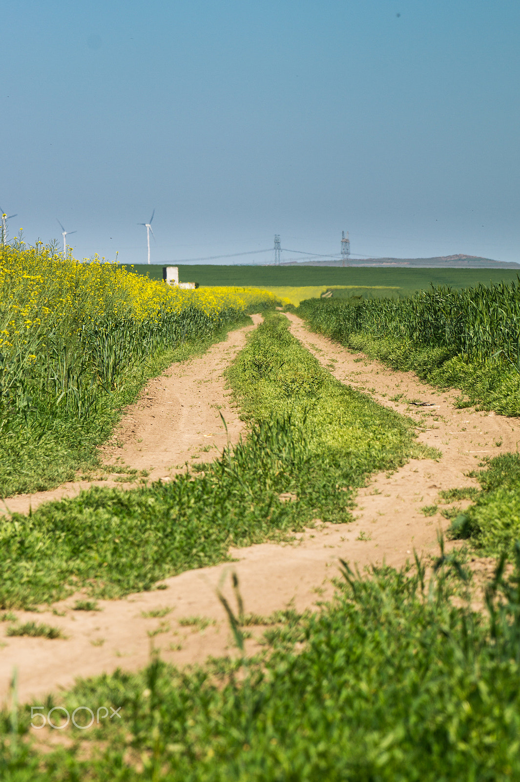 Tamron SP 70-300mm F4-5.6 Di USD sample photo. Dirt road between colza and wheat field photography