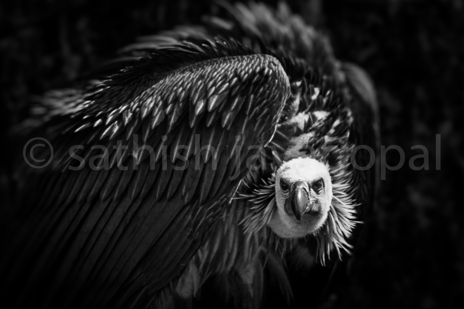 Canon EF 100-400mm F4.5-5.6L IS II USM sample photo. Vulture b&w photography