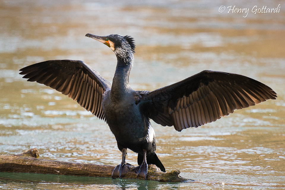 Nikon D600 sample photo. Il grande photography