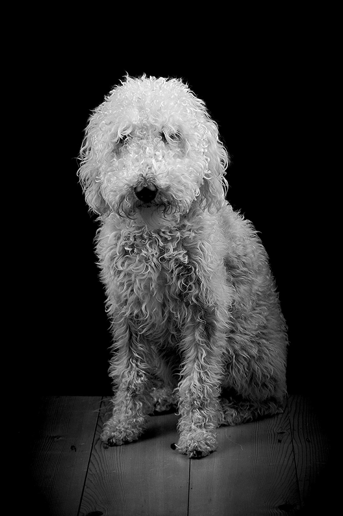 Nikon D100 + Sigma 70-300mm F4-5.6 DG Macro sample photo. Bedlington terrier  photography