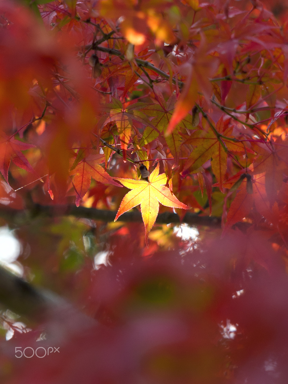 Sigma 70-200mm F2.8 EX DG Macro HSM II sample photo. Autumn leaves photography