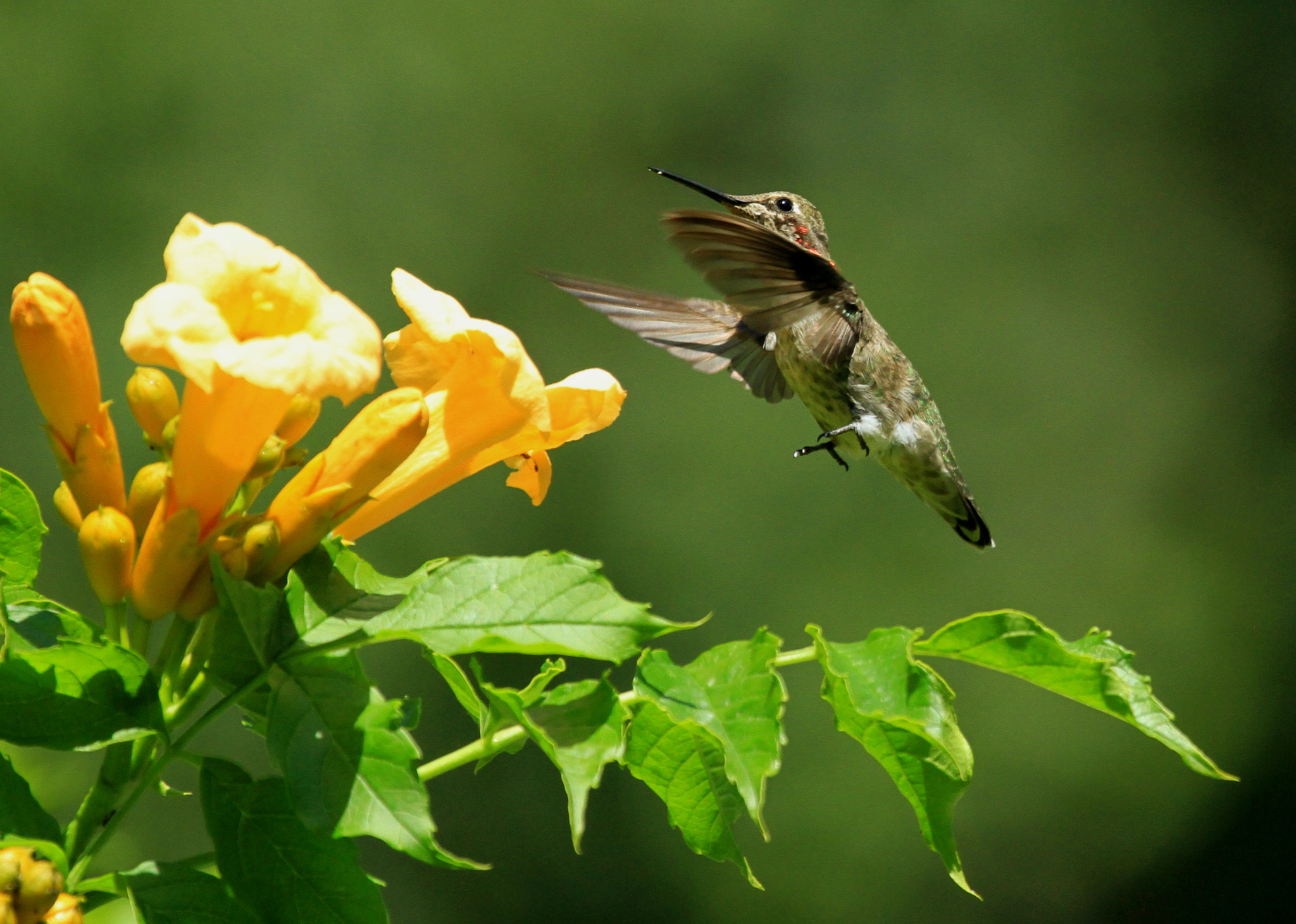 Canon EOS 7D + Canon EF 100-400mm F4.5-5.6L IS USM sample photo. Hummingbird delight photography