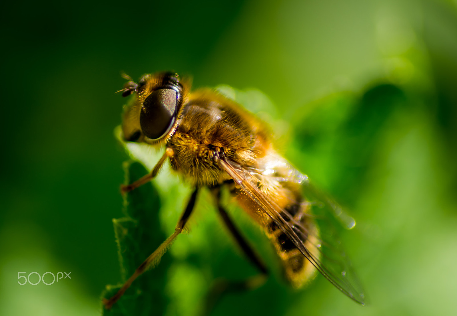 Pentax smc D-FA 100mm F2.8 macro sample photo. Short rest after a long busy day photography